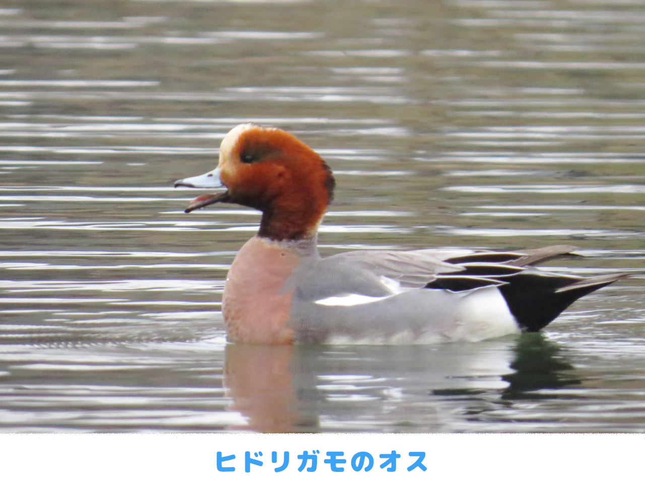 ヒドリガモのオスの画像