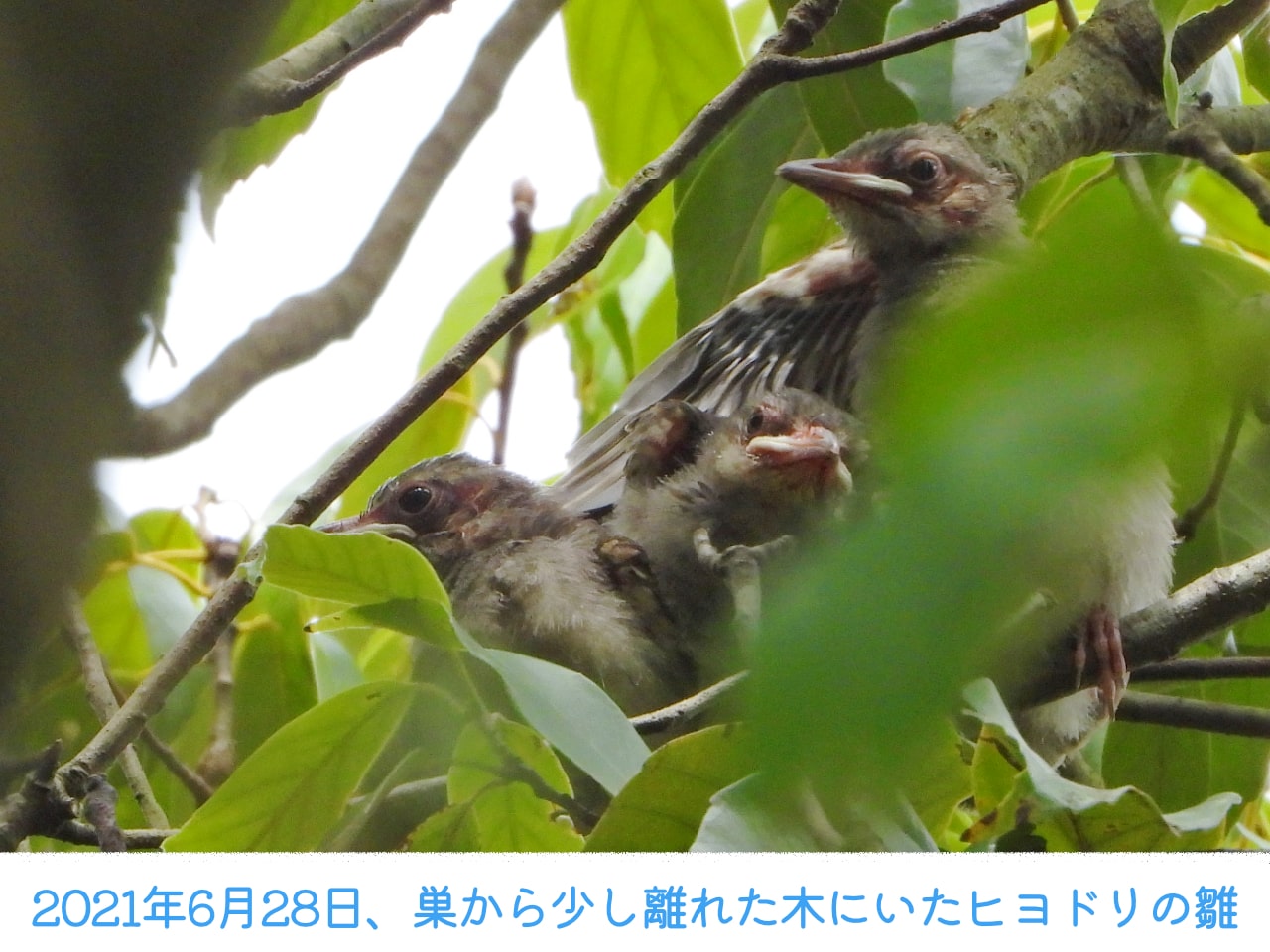 2021年6月28日、巣から少し離れた木の上にいた巣立ちから2日目のヒヨドリの雛の画像