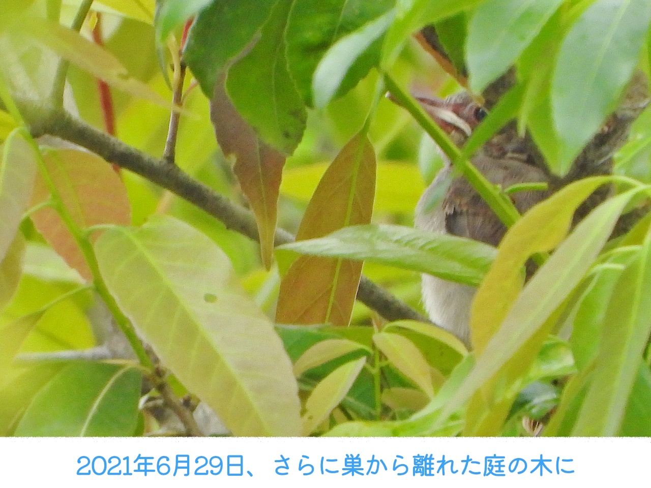 2021年6月29日、巣からさらに離れた庭の木に移動したヒヨドリの雛の画像