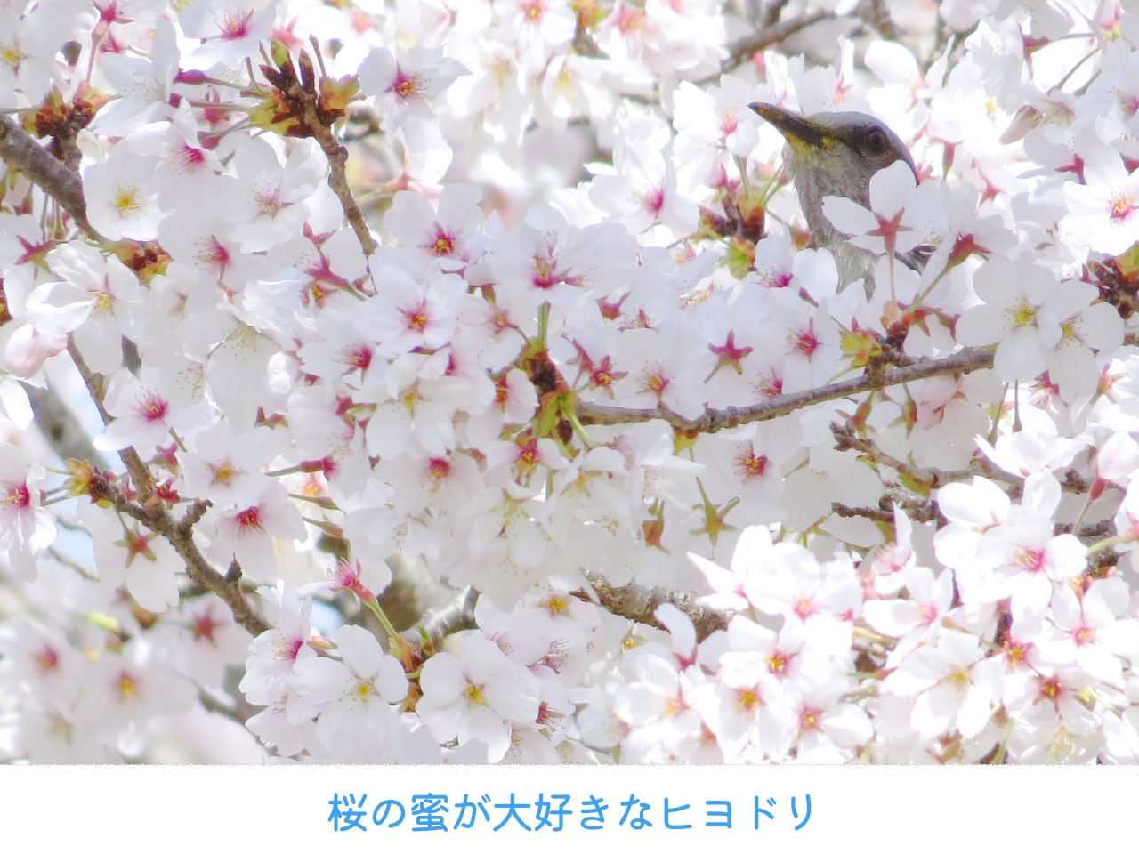桜の木に止まるヒヨドリの画像