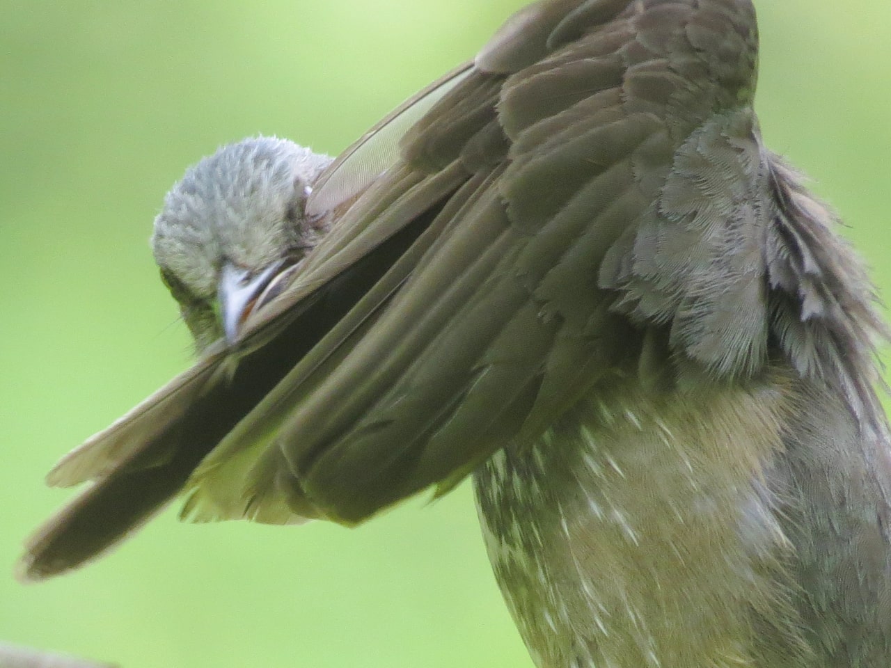 風切羽をくわえて、羽繕いをするヒヨドリの写真