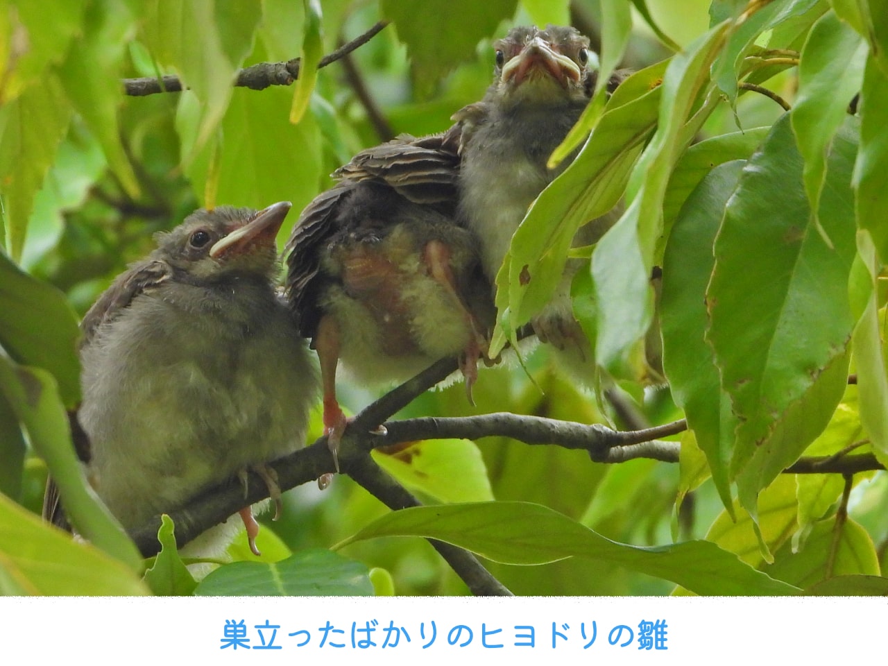 巣に近い枝にとまり、巣立ちを迎えたヒヨドリの雛3羽の画像