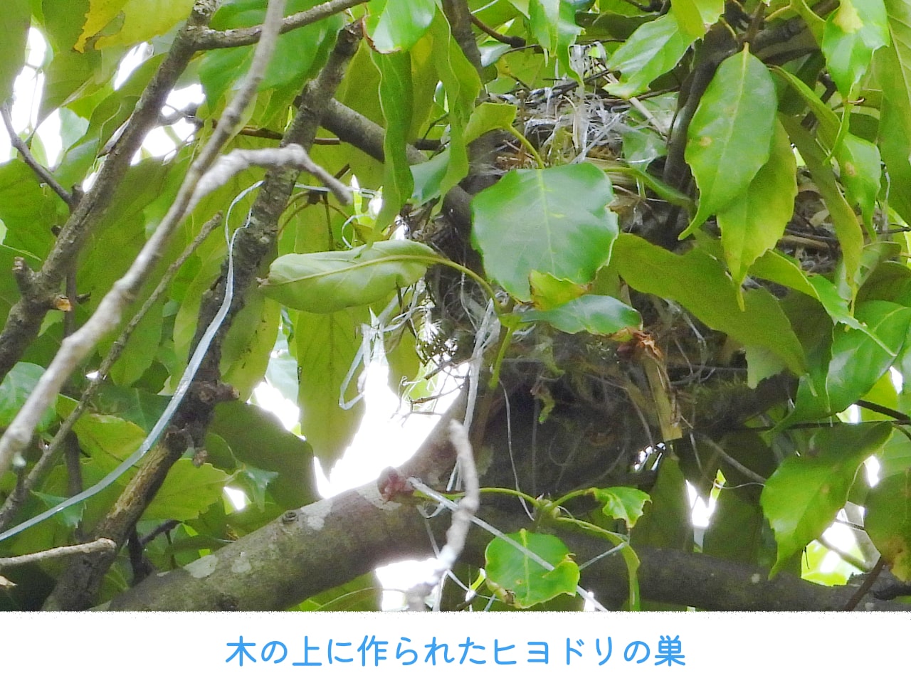 木の上に作られたヒヨドリの巣の画像