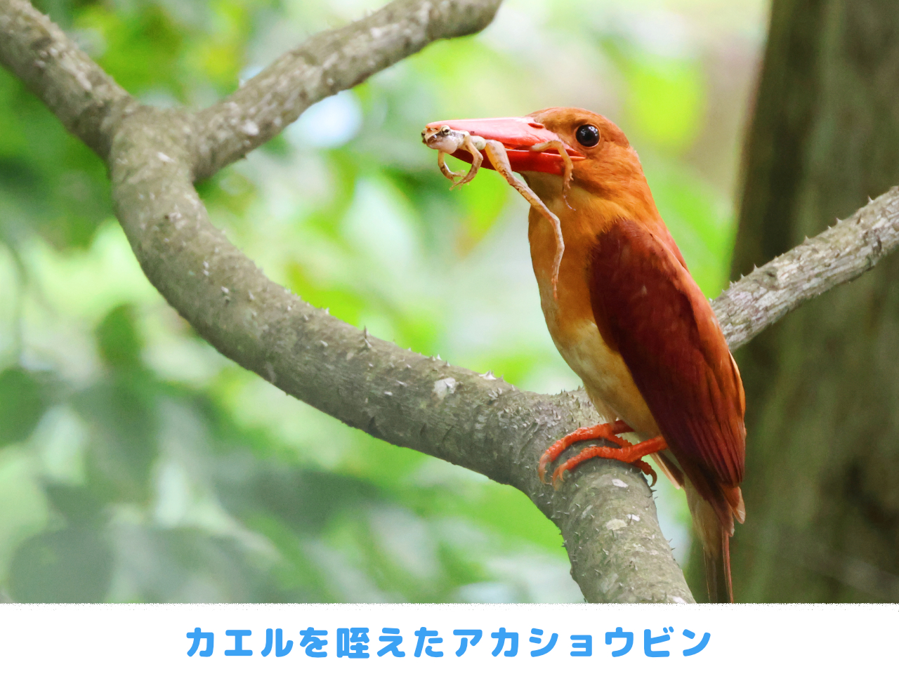 カエルを咥えたアカショウビンの画像
