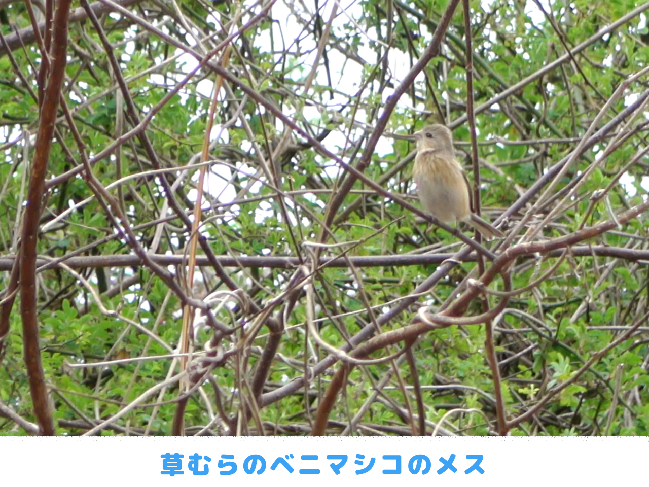 ベニマシコのメスの画像