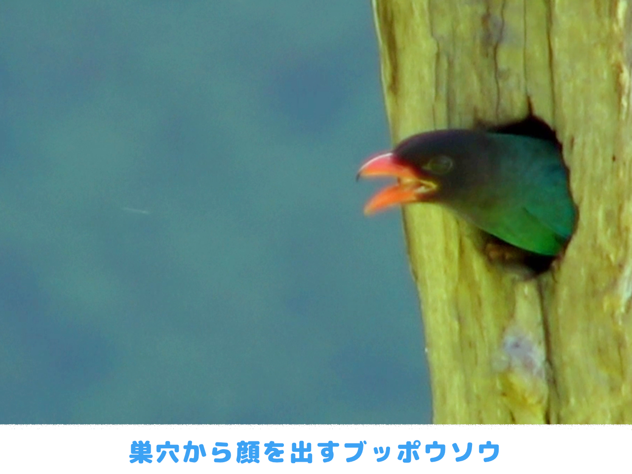 巣穴から顔を出すブッポウソウの画像