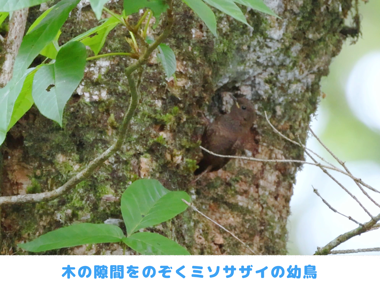 木の隙間をのぞくミソサザイの幼鳥