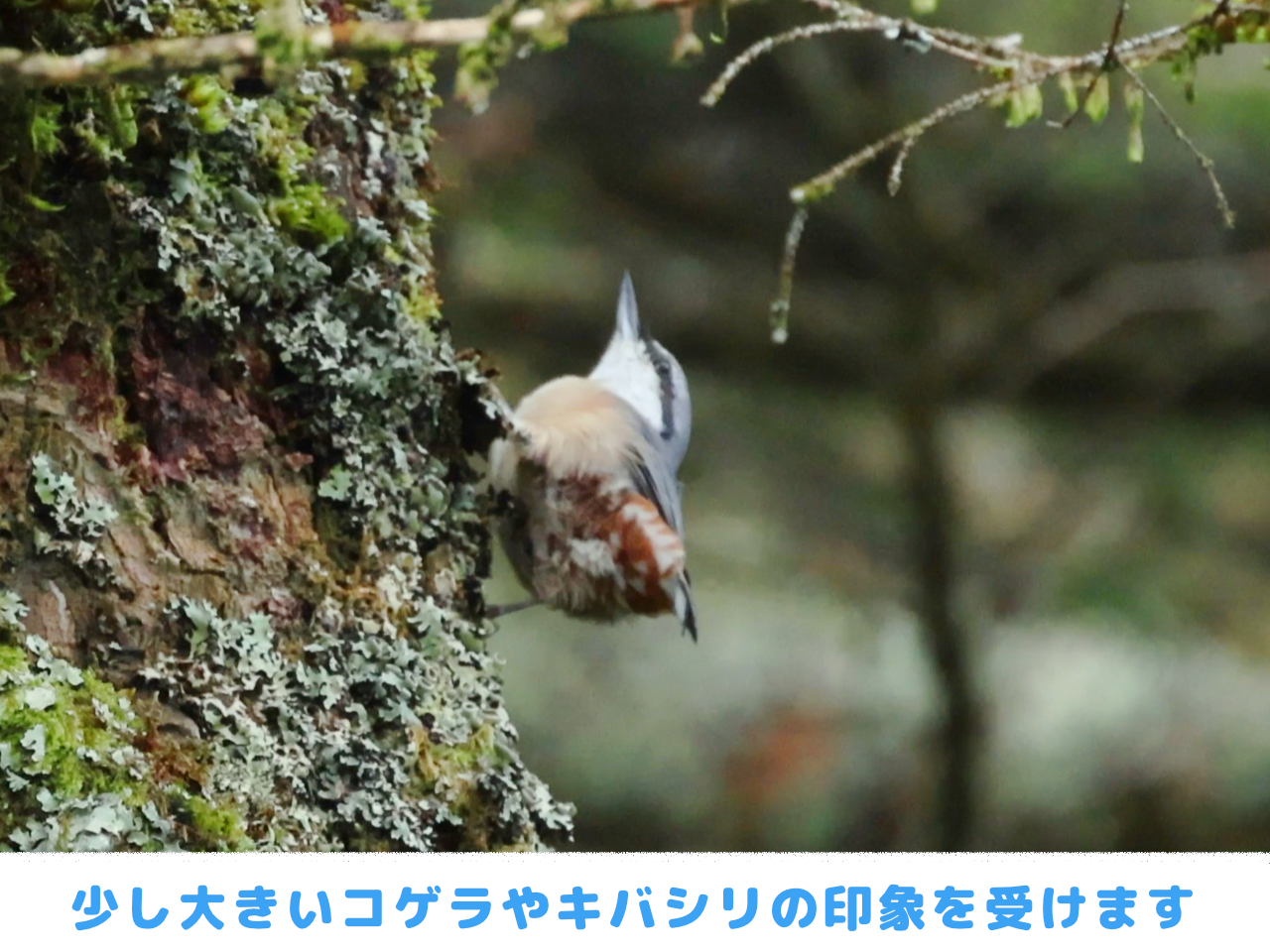 木の幹を移動するゴジュウカラの画像