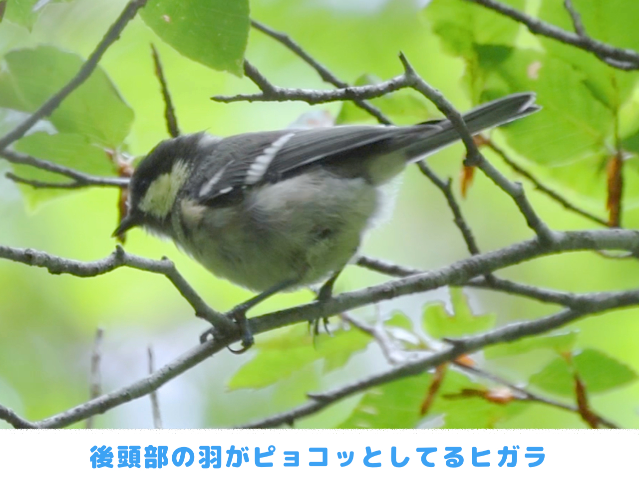 後頭部がピョコッとしているヒガラの画像