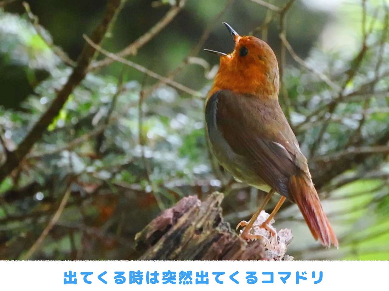 突然出てきてさえずるコマドリの画像