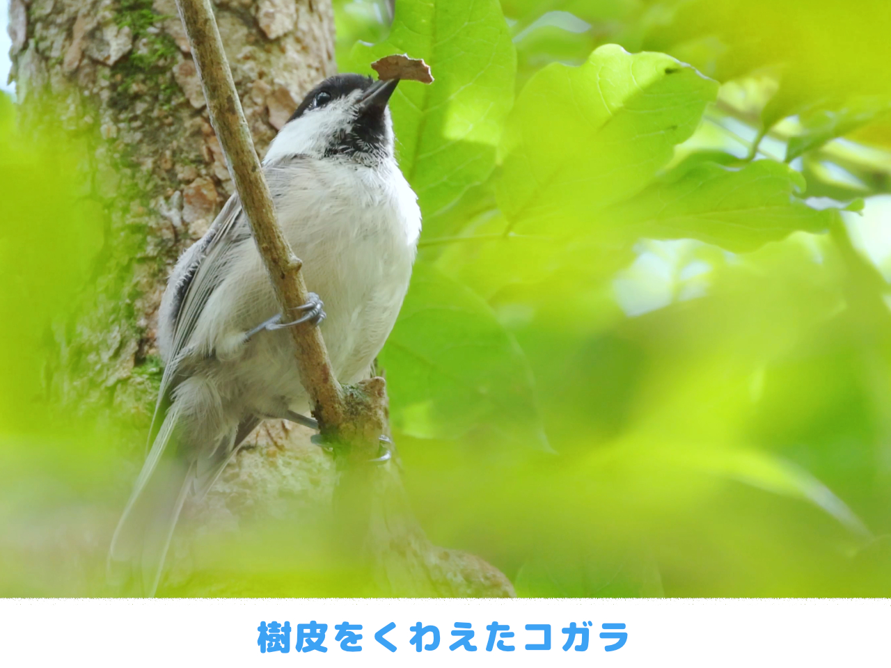 樹皮をくわえたコガラの画像