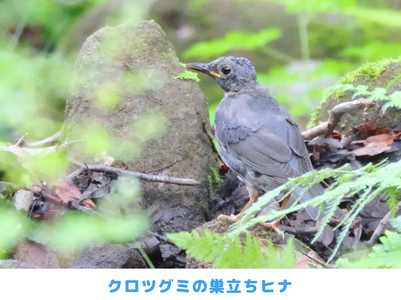 クロツグミの巣立ちヒナの画像