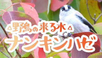 パッと見でわかる地球の気候