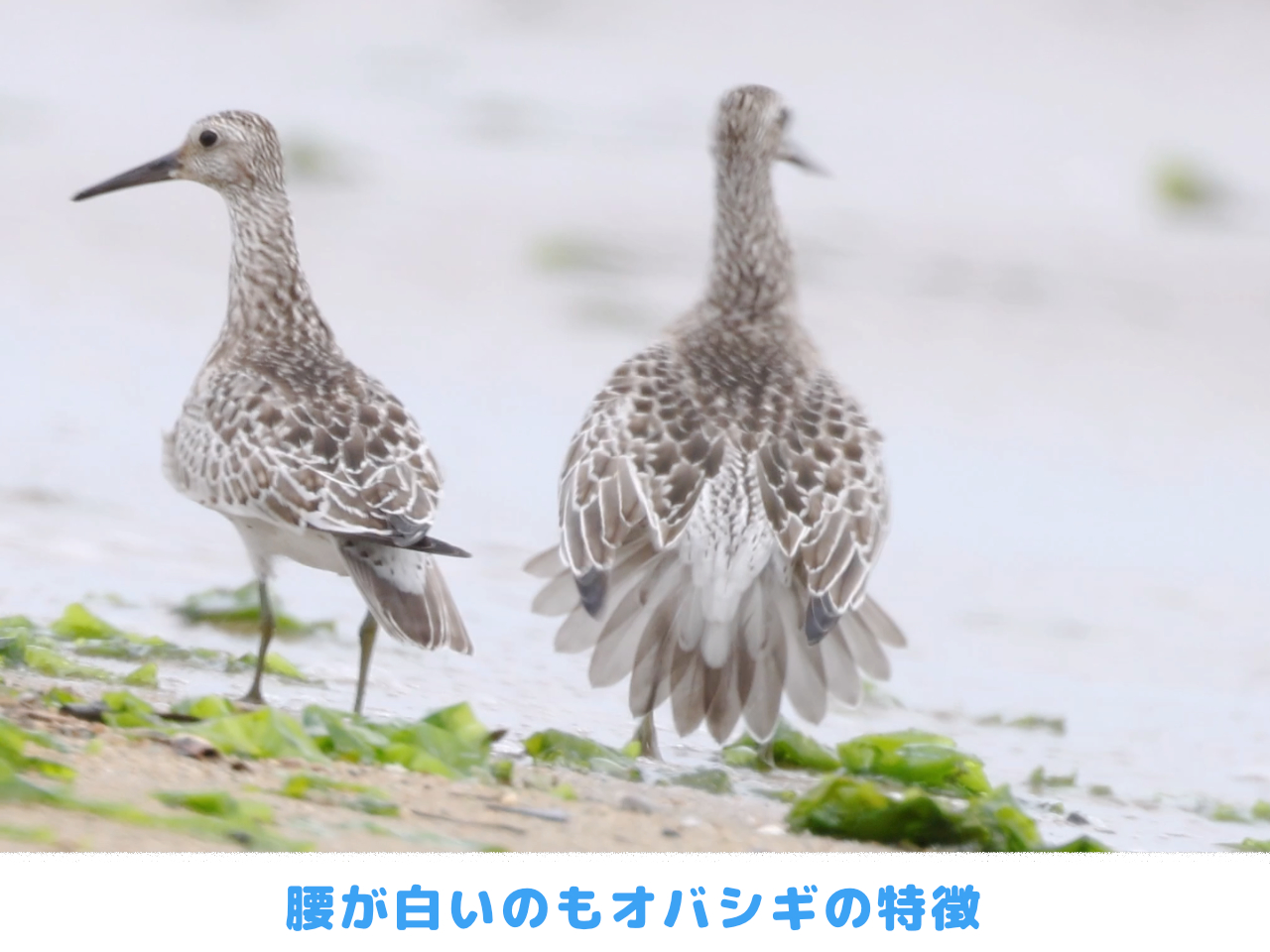 腰が白いのもオバシギの特徴