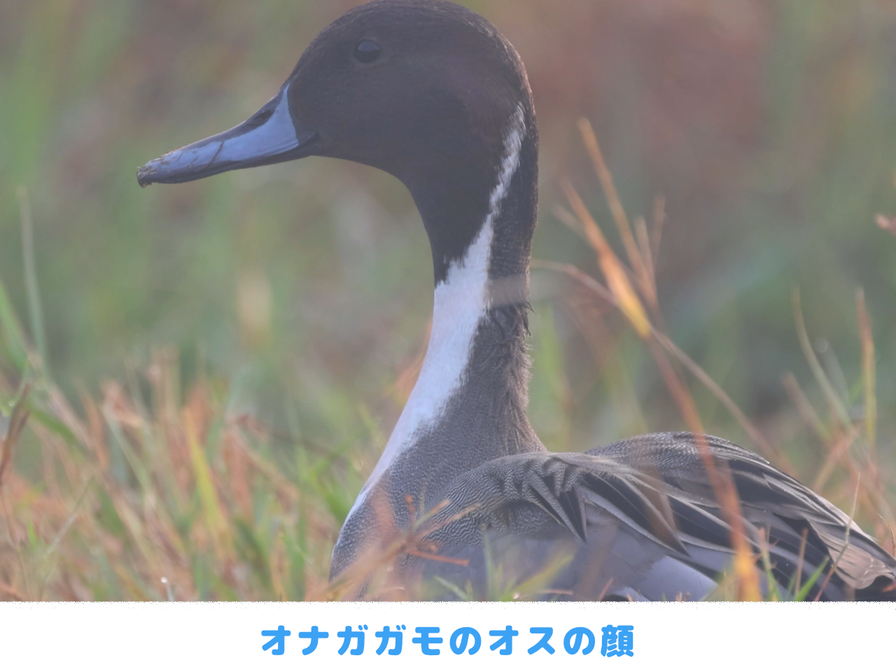 オナガガモの繁殖羽のオスの顔