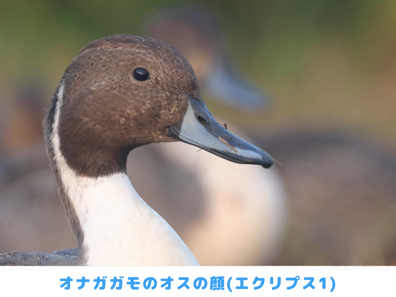 オナガガモのオスのエクリプスの顔パターン1