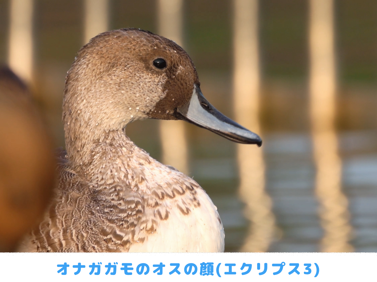 オナガガモのオスのエクリプスの顔パターン3