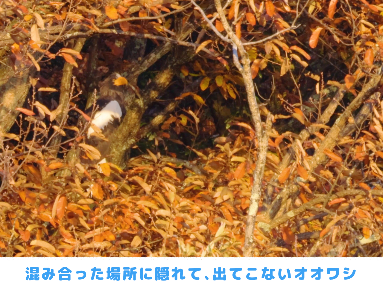 葉の混み合った場所に隠れるオオワシの画像