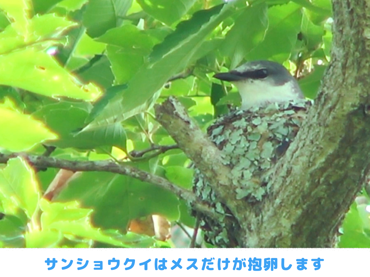 抱卵するサンショウクイのメスの画像