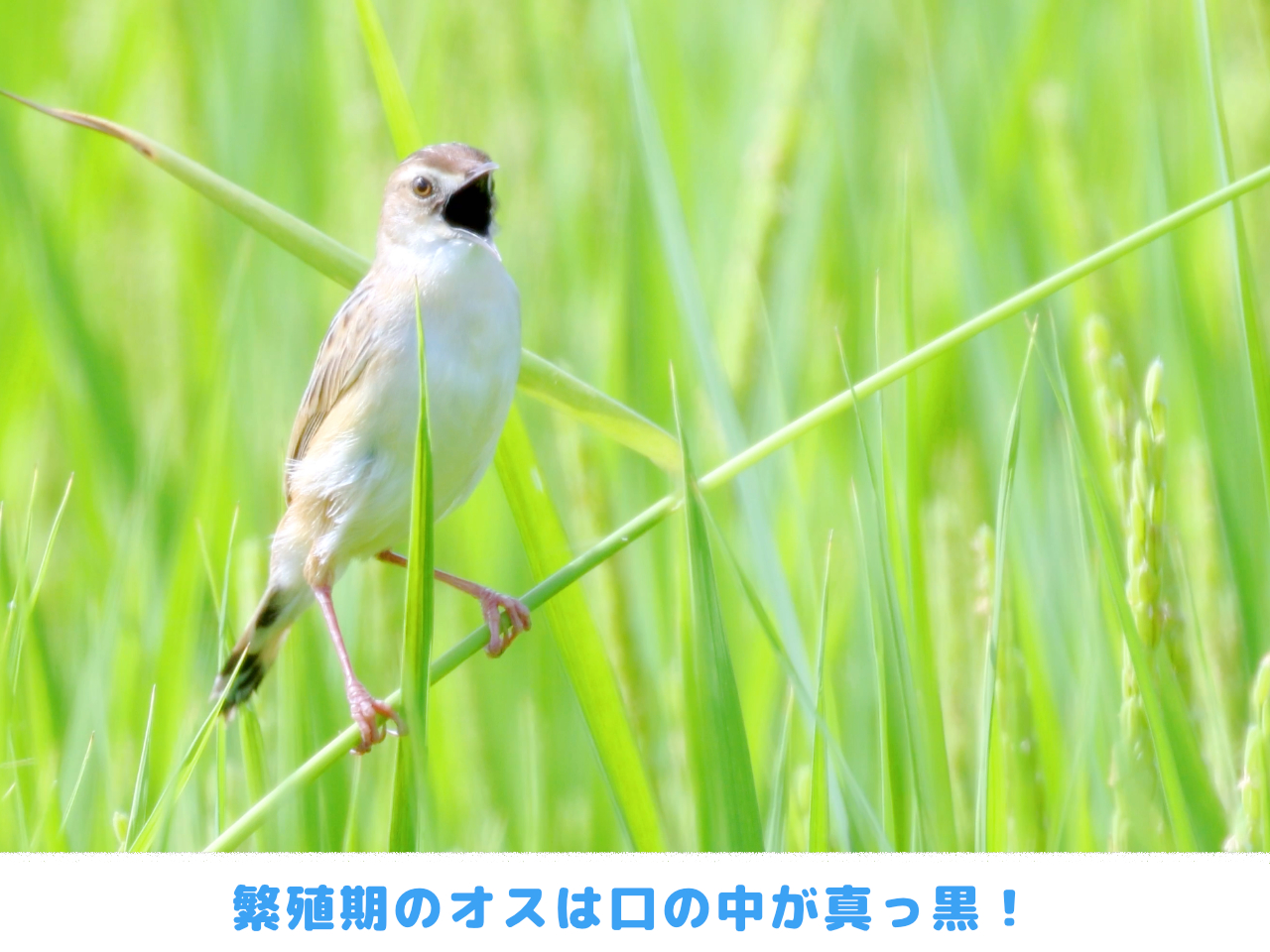 繁殖期のセッカのオスは口の中が黒い