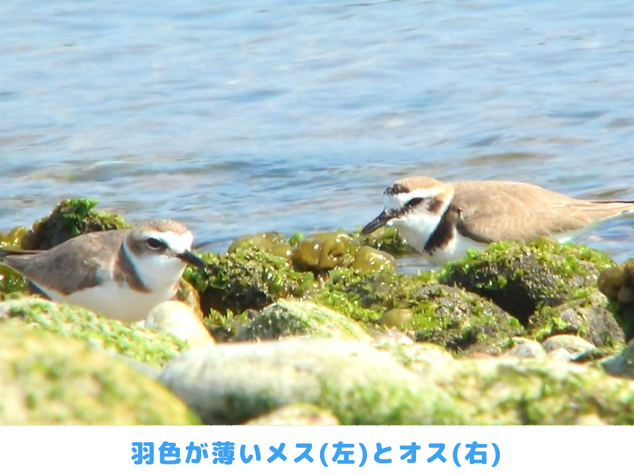 シロチドリのオスとメスが一緒にいる画像