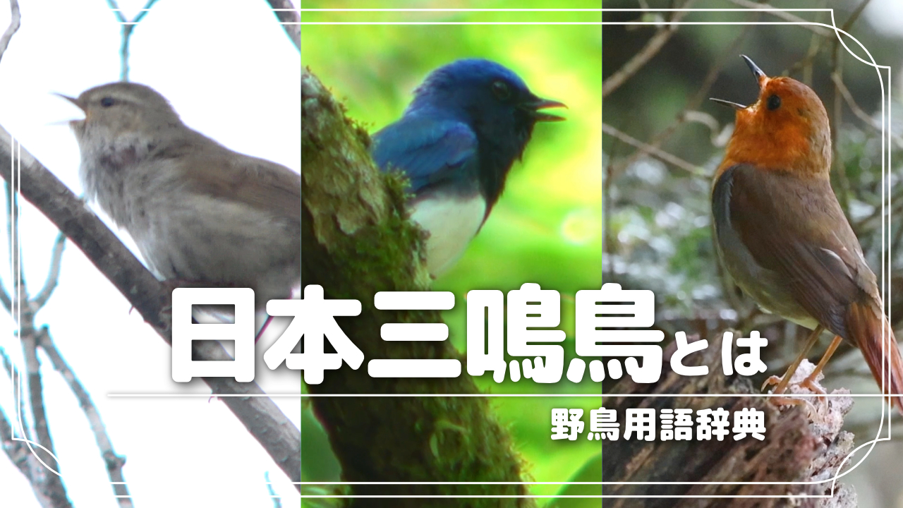日本三鳴鳥とは