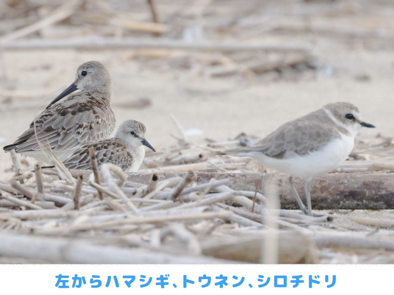 トウネンとハマシギとシロチドリが一緒にいる画像