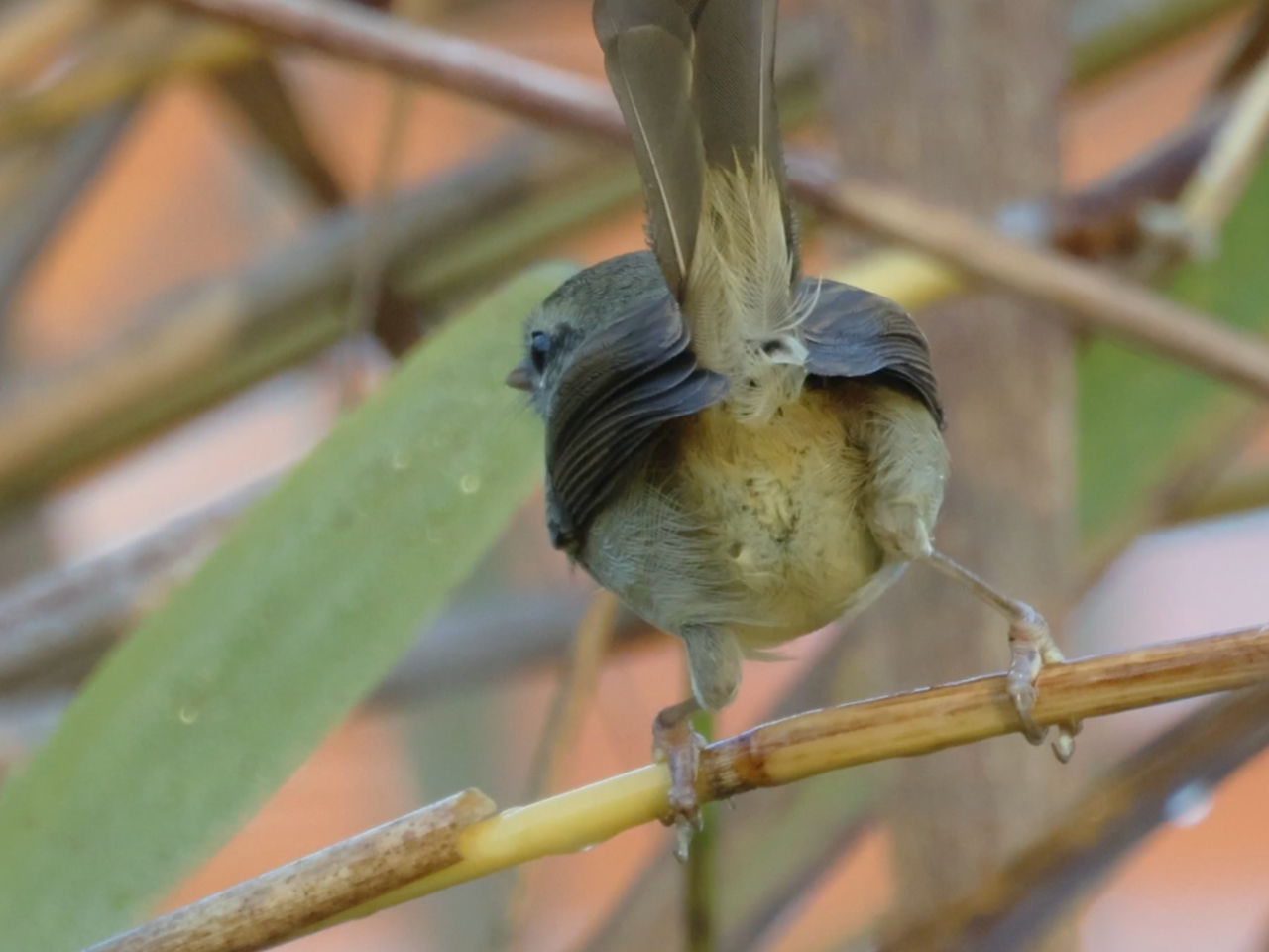冬のウグイスのお尻の画像
