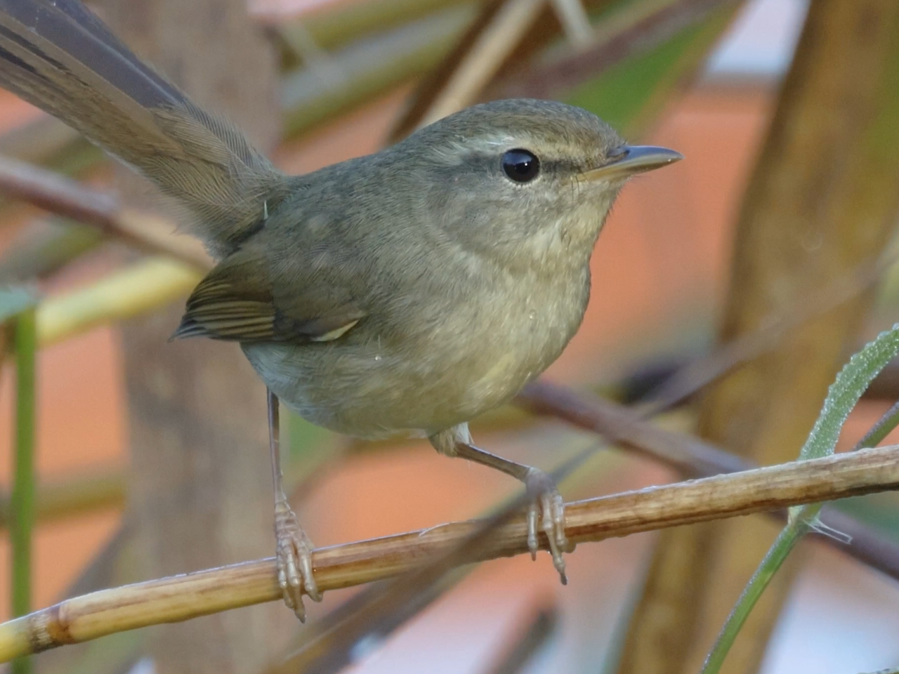 冬のウグイス、薮から出てきたところ