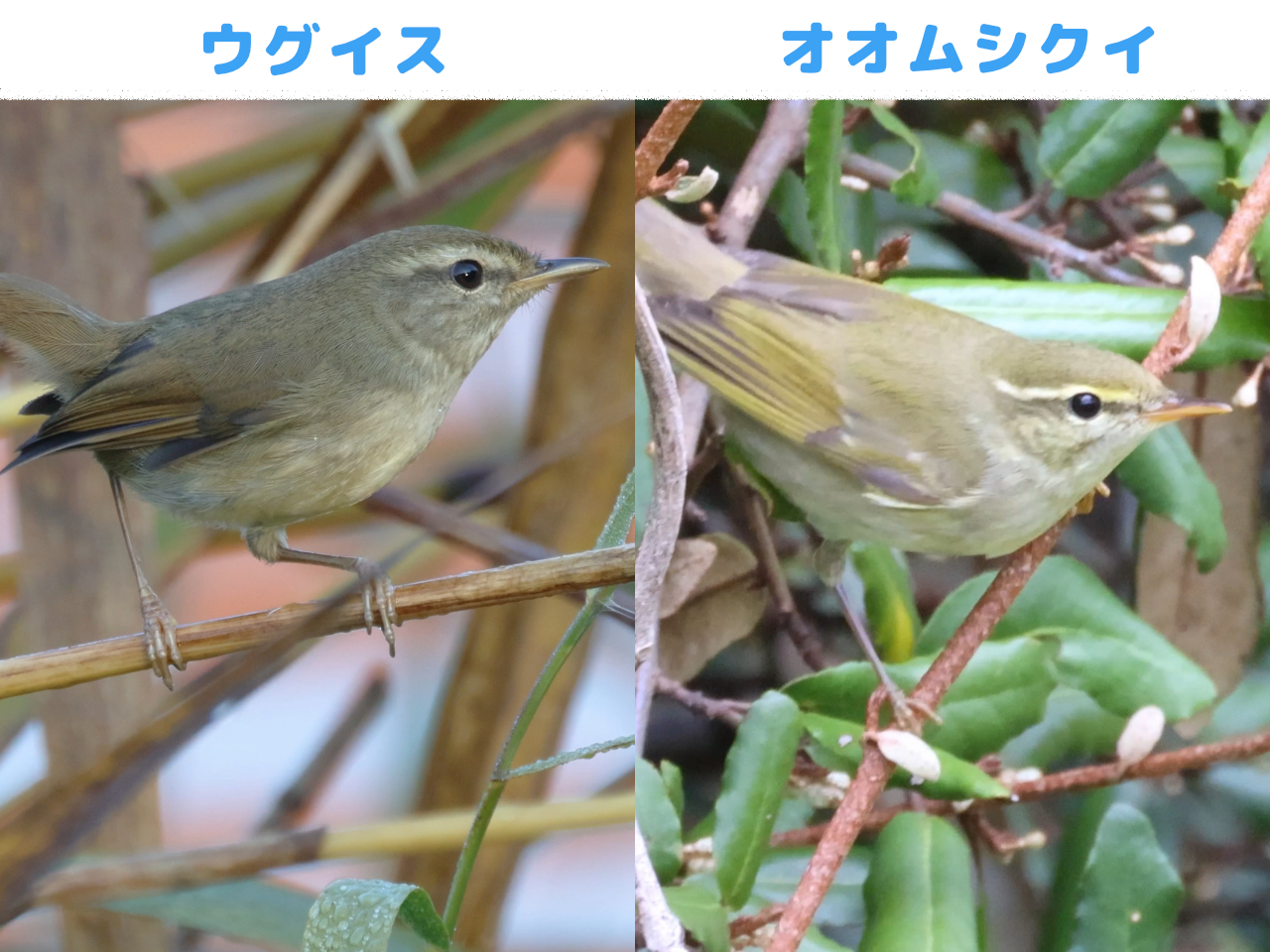ウグイスとオオムシクイを見比べた画像