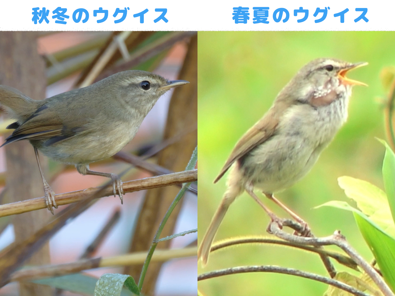 春のウグイスと冬のウグイスの見た目を比べた画像