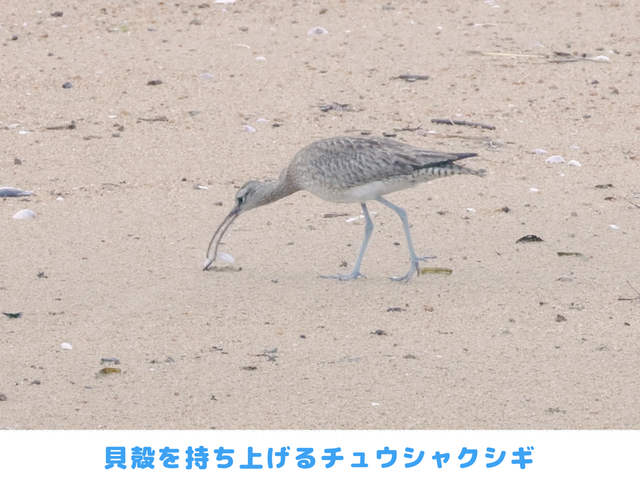 貝殻を持ち上げようとするチュウシャクシギ