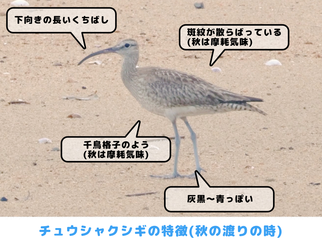 チュウシャクシギの特徴(秋の渡りの時)