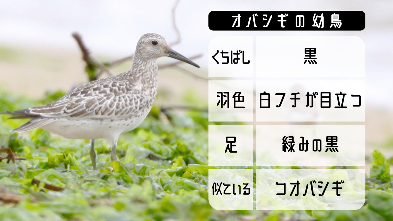 オバシギの幼鳥の特徴