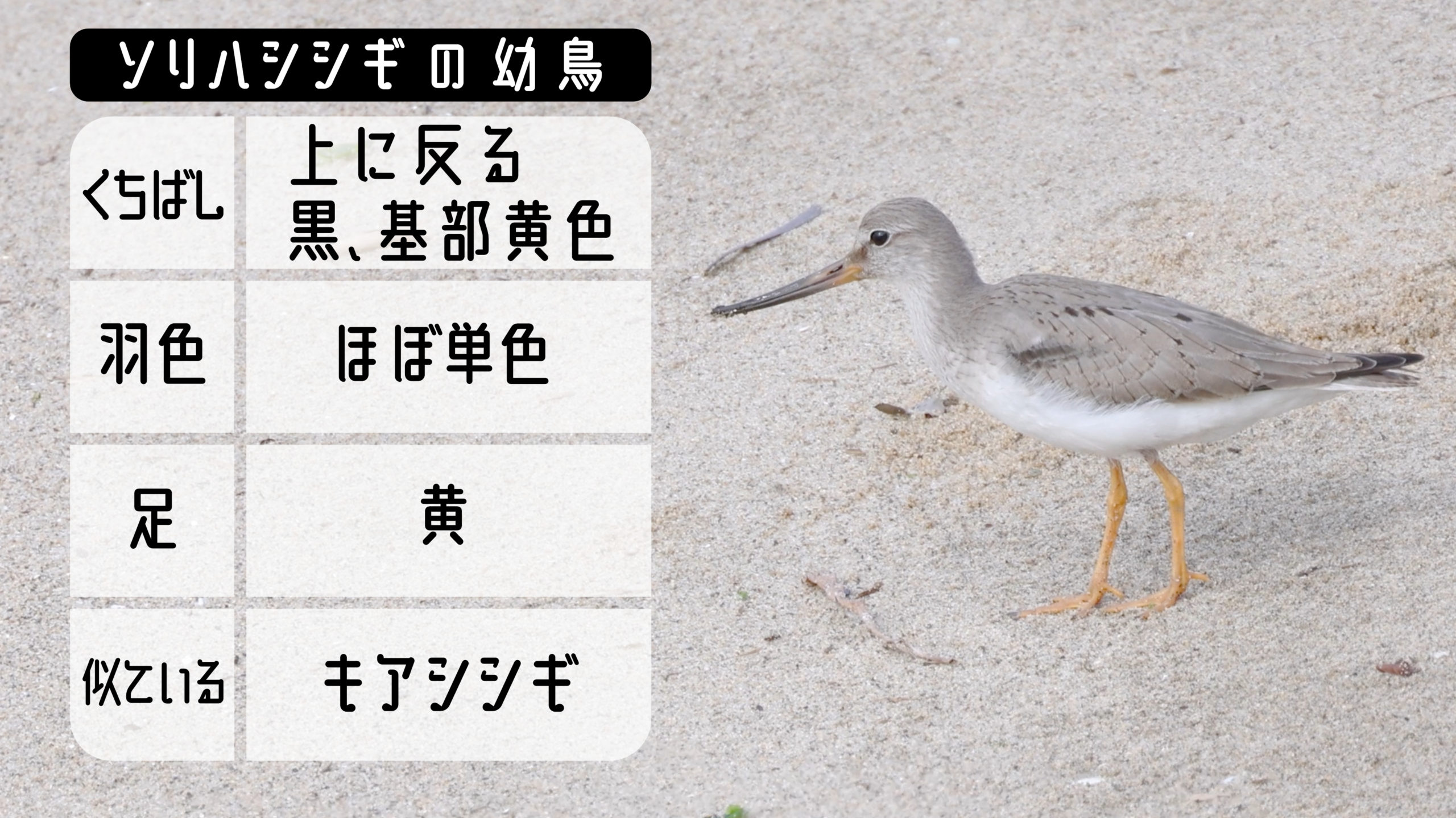 ソリハシシギの幼鳥の特徴をまとめた画像