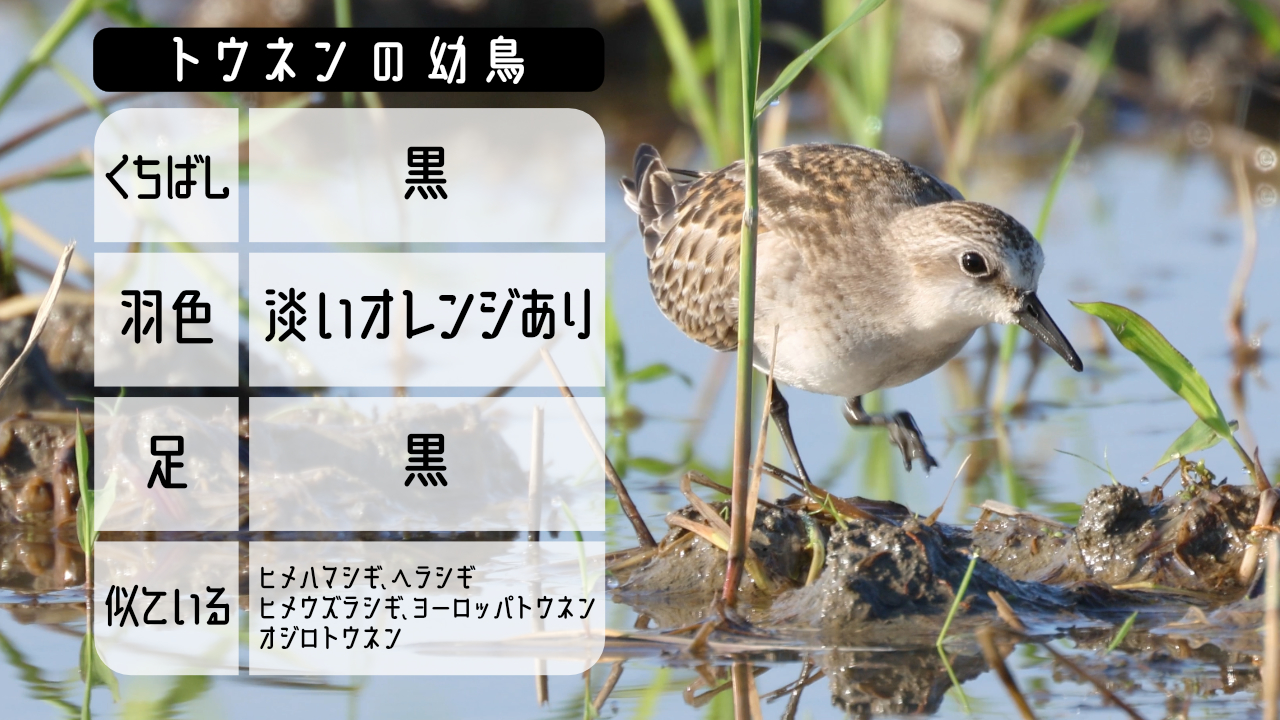 トウネンの幼鳥の特徴