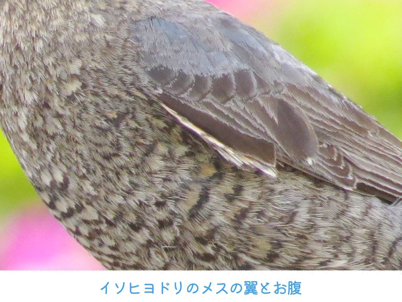 イソヒヨドリのメスの翼とお腹の写真
