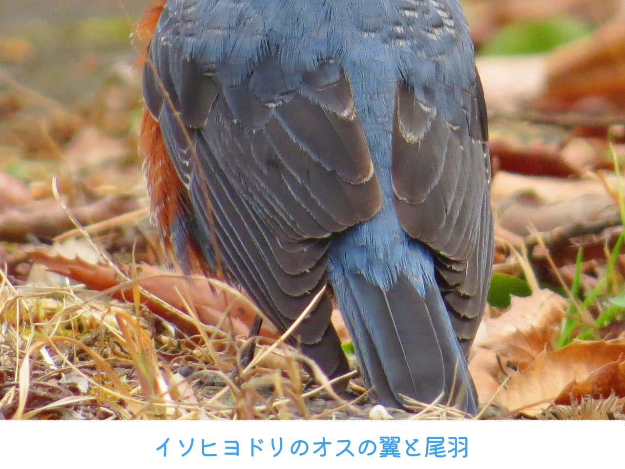 イソヒヨドリのオスの翼と尾羽の拡大画像
