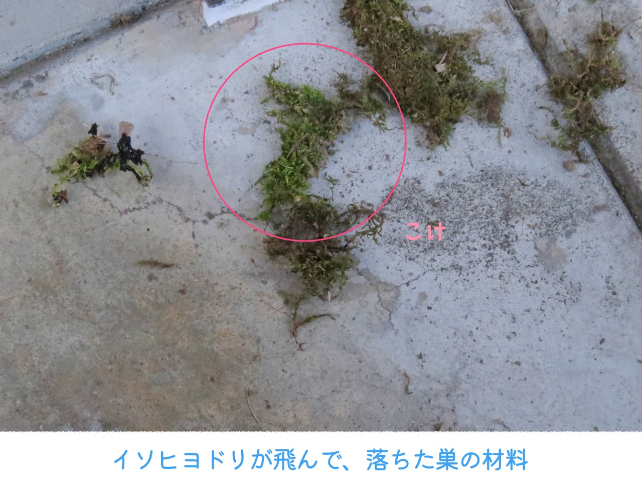 イソヒヨドリが落とした巣の材料の写真