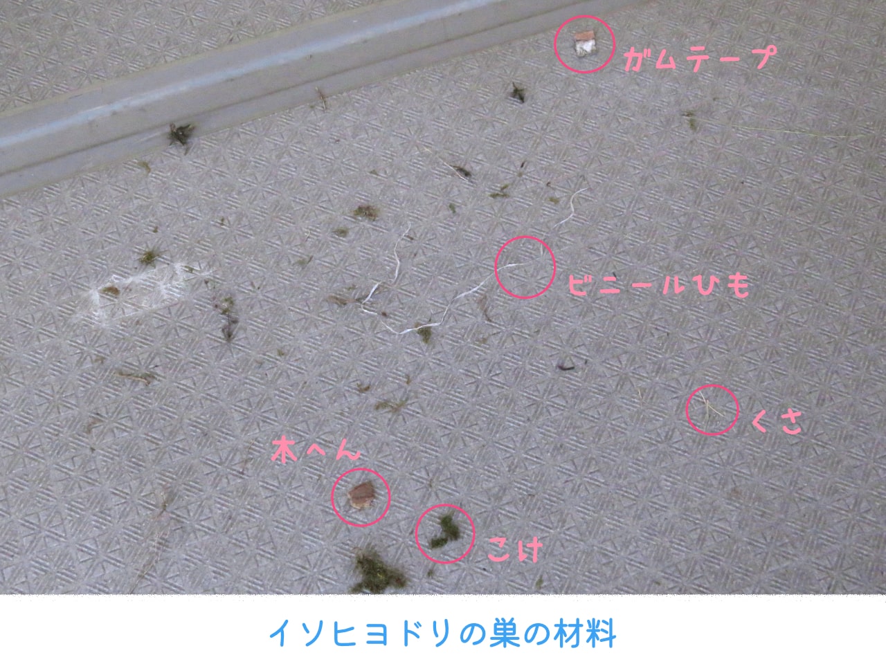 イソヒヨドリの巣の材料の写真