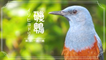青色の鳥5種類を写真で紹介！！すぐ近くで会える幸せの象徴！