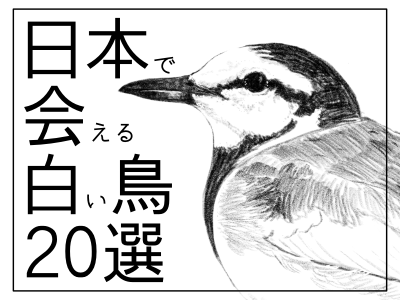 日本で会える白い鳥20選