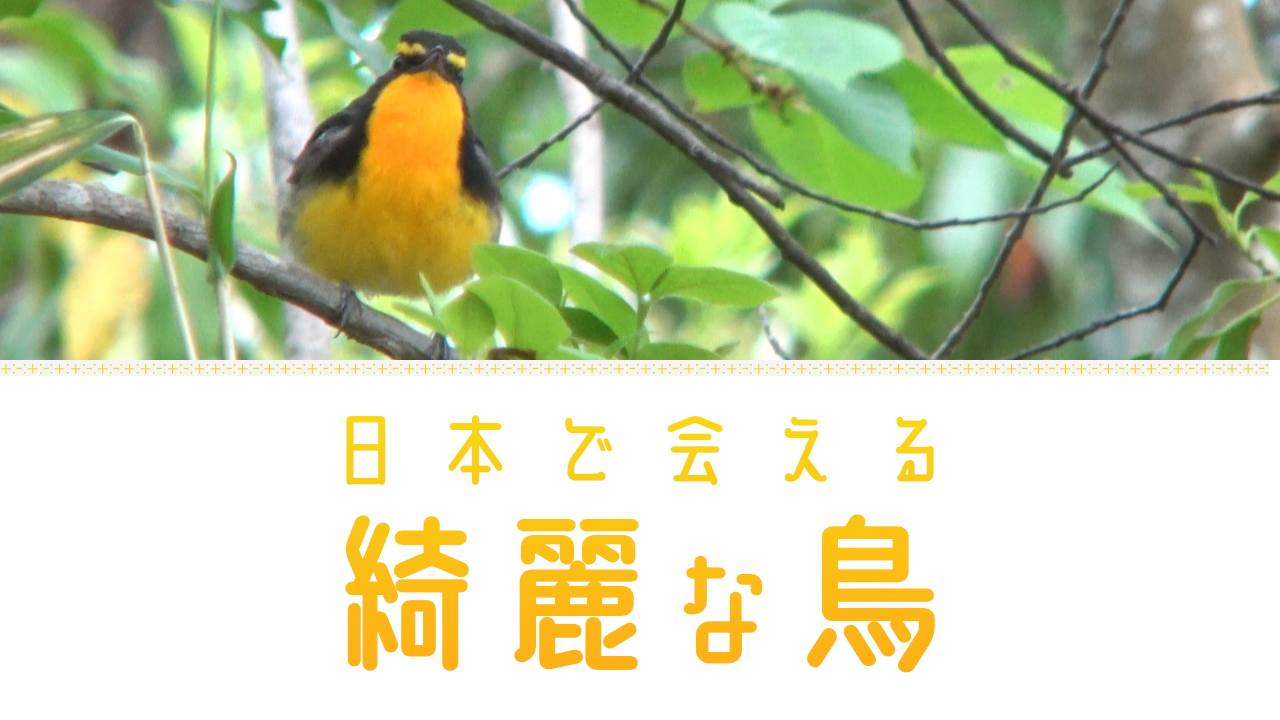 日本の綺麗な鳥19種類