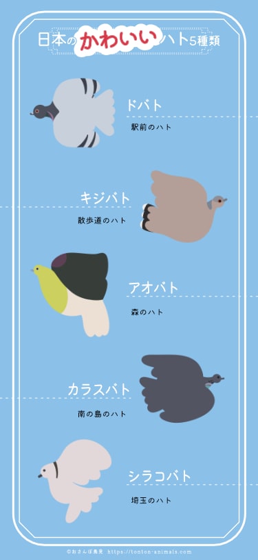 日本の可愛いハト5種類‼?をまとめたイラスト