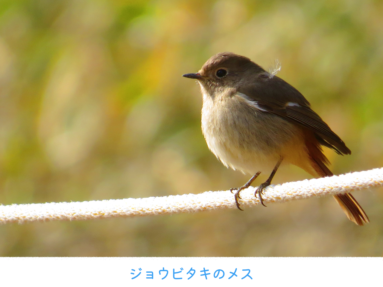 ジョウビタキのメスの画像