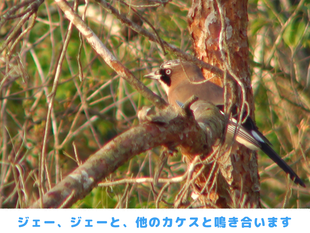 枝にとまるカケスの画像