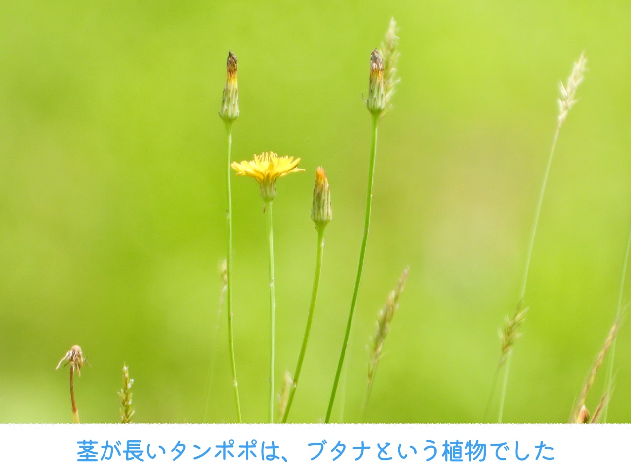 タンポポに似た植物ブタナの写真