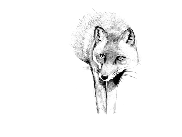 最も選択された 狐 イラスト 描き 方 3064 Jpgazofamily