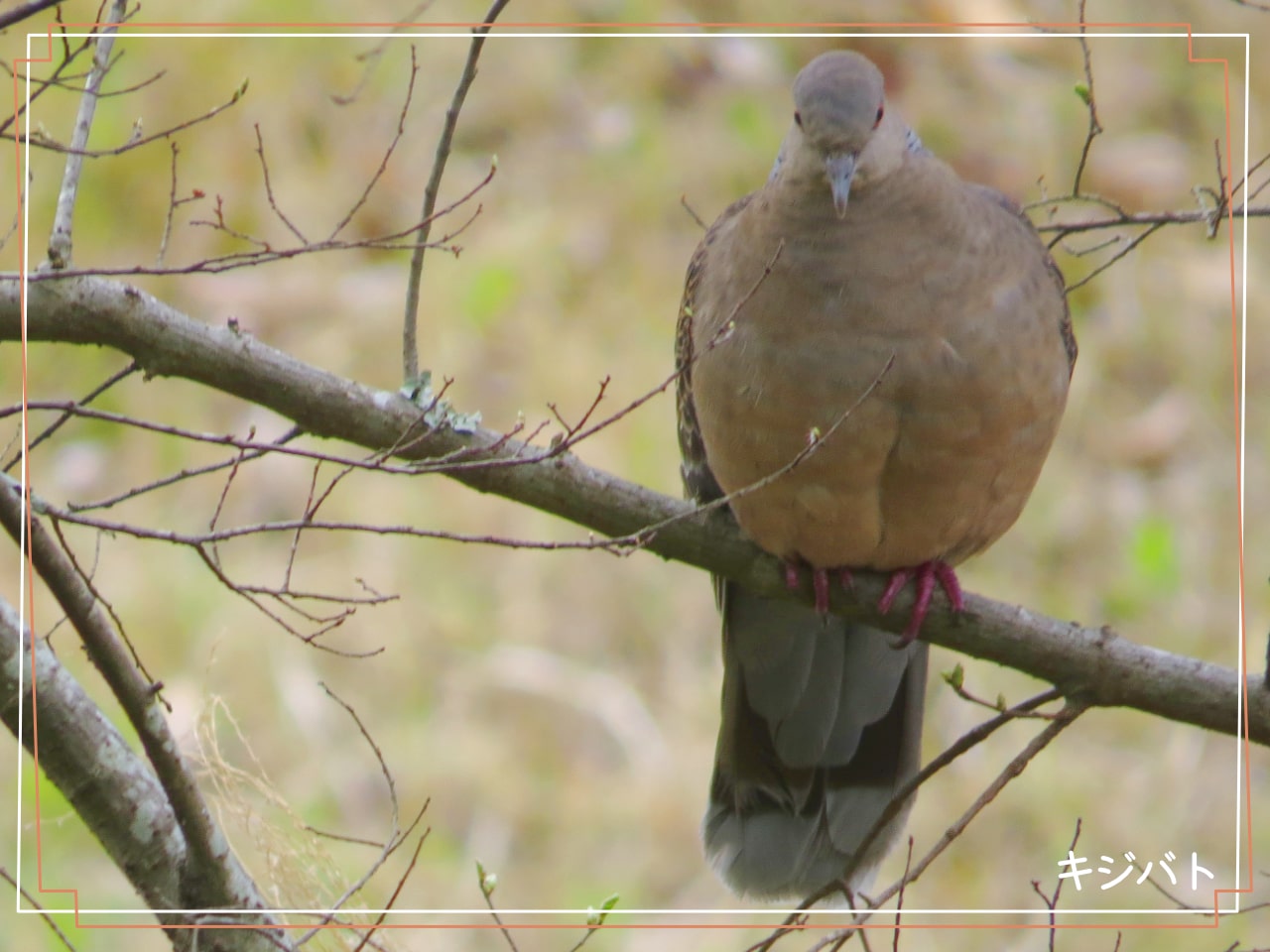 茶色の鳩 キジバト についての情報をギュッとまとめました
