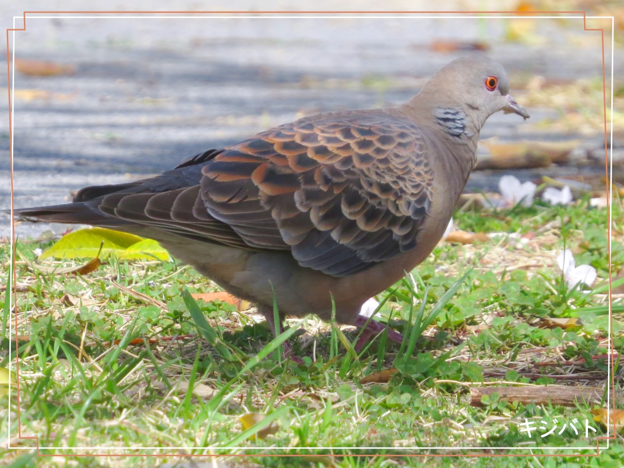 茶色の鳩 キジバト についての情報をギュッとまとめました
